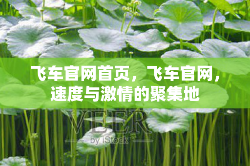 飞车官网首页，飞车官网，速度与激情的聚集地
