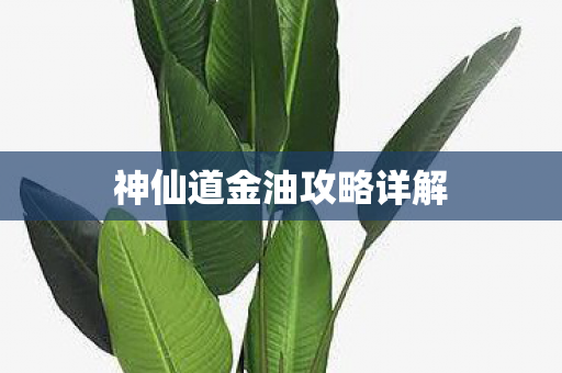 神仙道金油攻略详解 神仙道金油攻略详解