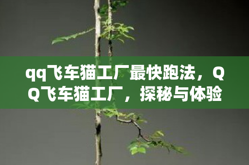qq飞车猫工厂最快跑法,QQ飞车猫工厂,探秘与体验 qq飞车猫工厂最快跑法,QQ飞车猫工厂,探秘与体验