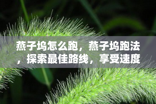 燕子坞怎么跑,燕子坞跑法,探索最佳路线,享受速度与激情的交融 燕子坞怎么跑,燕子坞跑法,探索最佳路线,享受速度与激情的交融