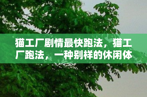猫工厂剧情最快跑法，猫工厂跑法，一种别样的休闲体验