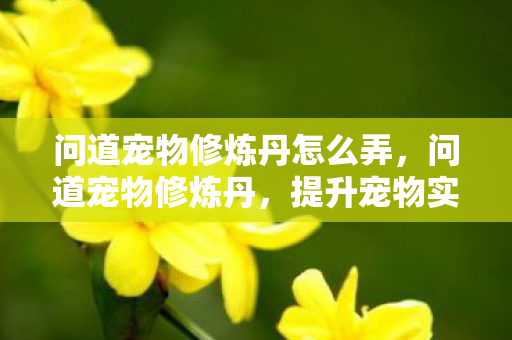 问道宠物修炼丹怎么弄,问道宠物修炼丹,提升宠物实力的神秘法宝 问道宠物修炼丹怎么弄,问道宠物修炼丹,提升宠物实力的神秘法宝