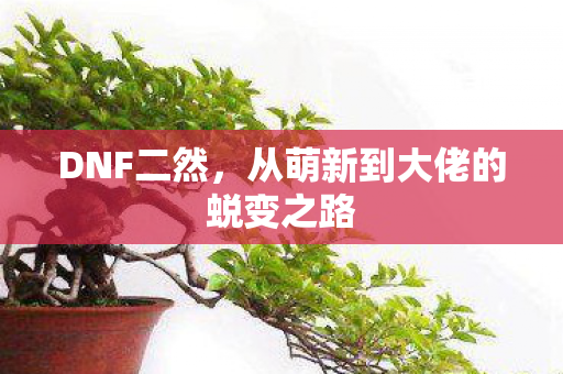 DNF二然，从萌新到大佬的蜕变之路
