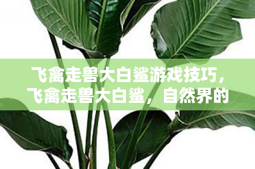 飞禽走兽大白鲨游戏技巧，飞禽走兽大白鲨，自然界的奇妙规律