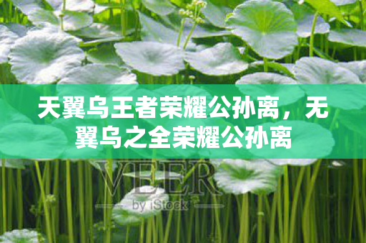 天翼乌王者荣耀公孙离,无翼乌之全荣耀公孙离 天翼乌王者荣耀公孙离,无翼乌之全荣耀公孙离