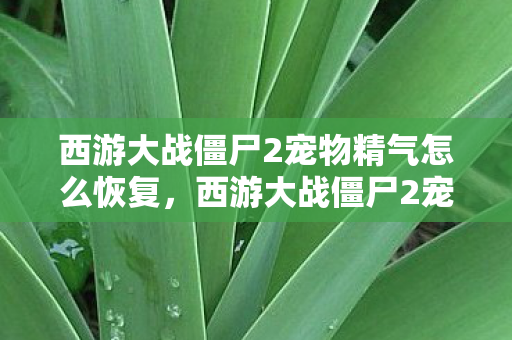 西游大战僵尸2宠物精气怎么恢复，西游大战僵尸2宠物精气，解锁神秘力量的关键