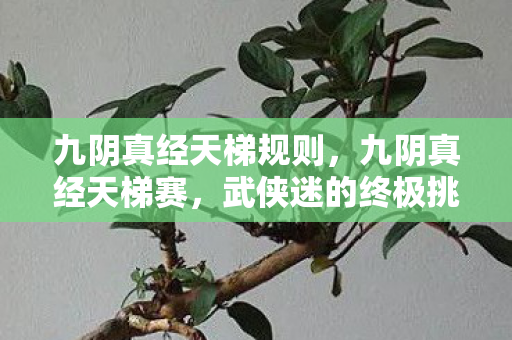 九阴真经天梯规则，九阴真经天梯赛，武侠迷的终极挑战