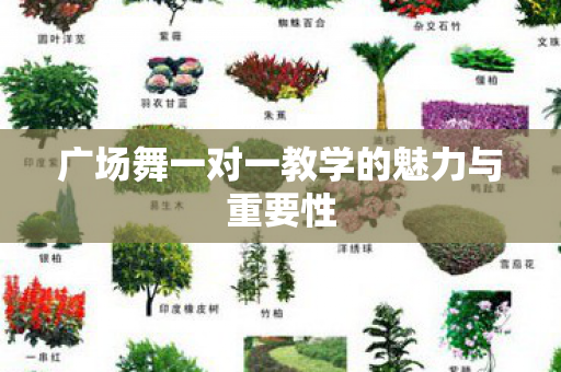 广场舞一对一教学的魅力与重要性 广场舞一对一教学的魅力与重要性