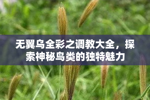 无翼乌全彩之调教大全,探索神秘鸟类的独特魅力 无翼乌全彩之调教大全,探索神秘鸟类的独特魅力