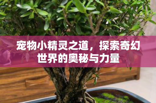 宠物小精灵之道,探索奇幻世界的奥秘与力量 宠物小精灵之道,探索奇幻世界的奥秘与力量