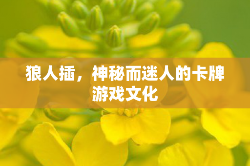 狼人插,神秘而迷人的卡牌游戏文化 狼人插,神秘而迷人的卡牌游戏文化