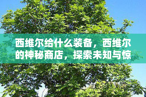 西维尔给什么装备，西维尔的神秘商店，探索未知与惊喜的奇妙之旅