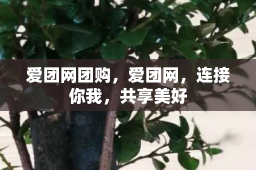 爱团网团购,爱团网,连接你我,共享美好 爱团网团购,爱团网,连接你我,共享美好
