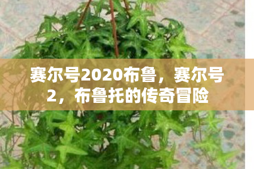 赛尔号2020布鲁,赛尔号2,布鲁托的传奇冒险 赛尔号2020布鲁,赛尔号2,布鲁托的传奇冒险