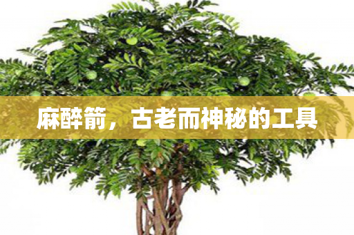 麻醉箭,古老而神秘的工具 麻醉箭,古老而神秘的工具