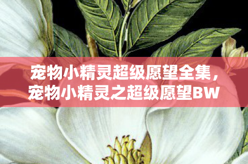 宠物小精灵超级愿望全集,宠物小精灵之超级愿望BW,探索未知,挑战自我 宠物小精灵超级愿望全集,宠物小精灵之超级愿望BW,探索未知,挑战自我