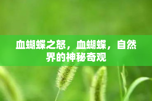 血蝴蝶之怒,血蝴蝶,自然界的神秘奇观 血蝴蝶之怒,血蝴蝶,自然界的神秘奇观