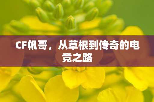 CF帆哥,从草根到传奇的电竞之路 CF帆哥,从草根到传奇的电竞之路