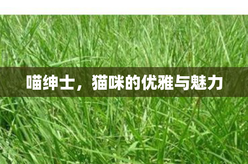 喵绅士,猫咪的优雅与魅力 喵绅士,猫咪的优雅与魅力