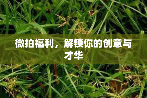 微拍福利,解锁你的创意与才华 微拍福利,解锁你的创意与才华