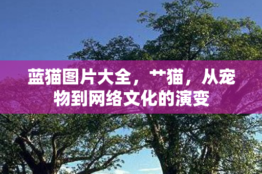 蓝猫图片大全,艹猫,从宠物到网络文化的演变 蓝猫图片大全,艹猫,从宠物到网络文化的演变