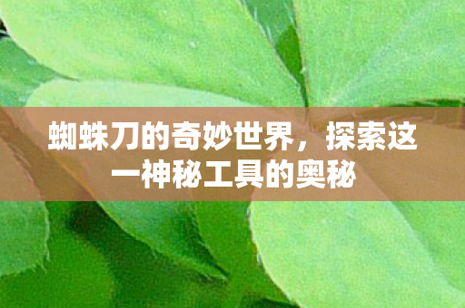 蜘蛛刀的奇妙世界,探索这一神秘工具的奥秘 蜘蛛刀的奇妙世界,探索这一神秘工具的奥秘