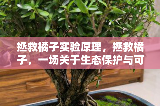 拯救橘子实验原理,拯救橘子,一场关于生态保护与可持续发展的行动 拯救橘子实验原理,拯救橘子,一场关于生态保护与可持续发展的行动