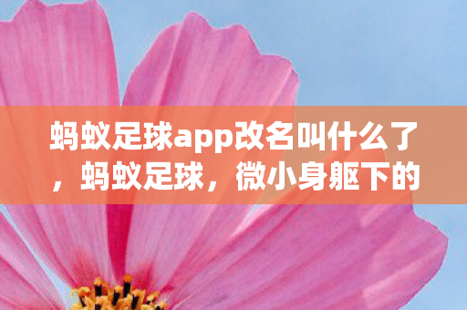 蚂蚁足球app改名叫什么了，蚂蚁足球，微小身躯下的足球梦