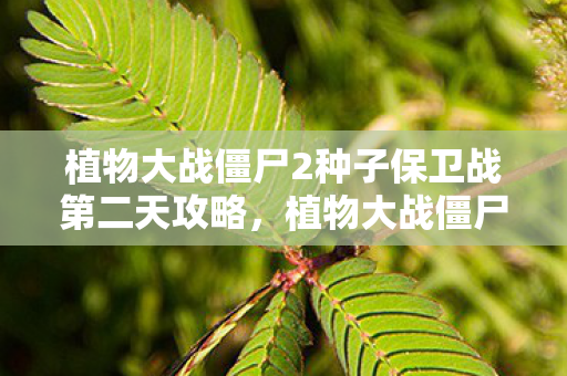 植物大战僵尸2种子保卫战第二天攻略,植物大战僵尸2,种子保卫战第二天 植物大战僵尸2种子保卫战第二天攻略,植物大战僵尸2,种子保卫战第二天