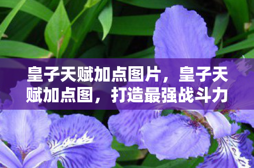 皇子天赋加点图片,皇子天赋加点图,打造最强战斗力的关键 皇子天赋加点图片,皇子天赋加点图,打造最强战斗力的关键