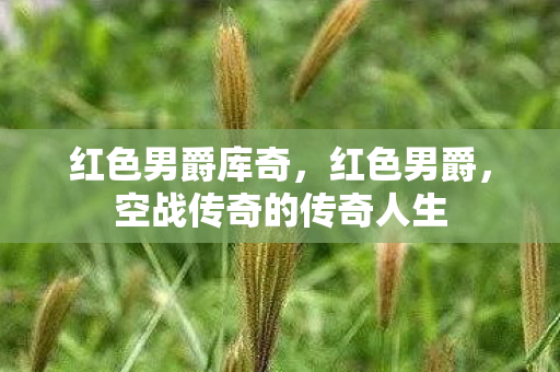 红色男爵库奇，红色男爵，空战传奇的传奇人生