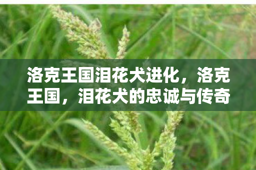 洛克王国泪花犬进化，洛克王国，泪花犬的忠诚与传奇