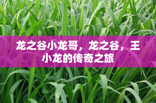 龙之谷小龙哥，龙之谷，王小龙的传奇之旅