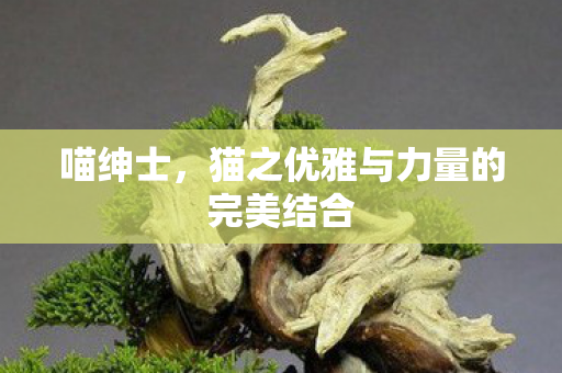 喵绅士,猫之优雅与力量的完美结合 喵绅士,猫之优雅与力量的完美结合
