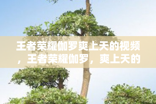 王者荣耀伽罗爽上天的视频，王者荣耀伽罗，爽上天的表情