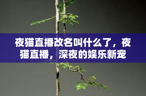 夜猫直播改名叫什么了，夜猫直播，深夜的娱乐新宠