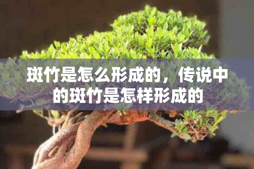 斑竹是怎么形成的,传说中的斑竹是怎样形成的 斑竹是怎么形成的,传说中的斑竹是怎样形成的