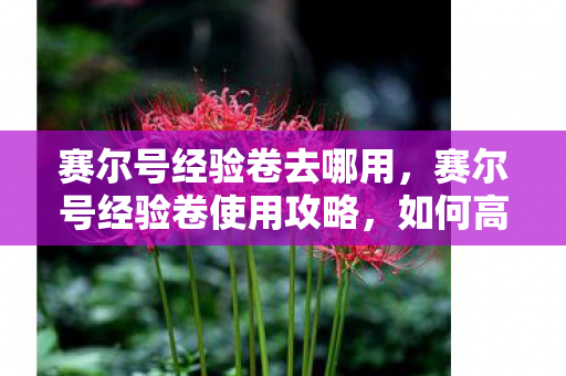 赛尔号经验卷去哪用,赛尔号经验卷使用攻略,如何高效提升精灵等级 赛尔号经验卷去哪用,赛尔号经验卷使用攻略,如何高效提升精灵等级