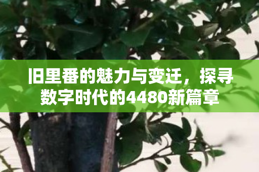 旧里番的魅力与变迁,探寻数字时代的4480新篇章 旧里番的魅力与变迁,探寻数字时代的4480新篇章