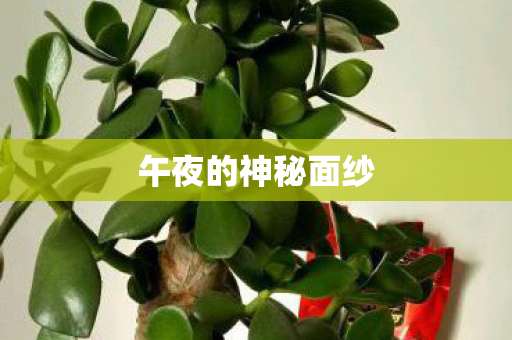 午夜的神秘面纱 午夜的神秘面纱