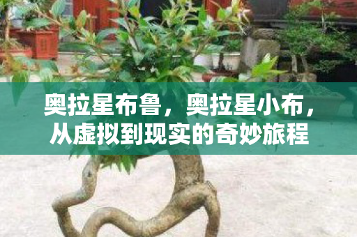 奥拉星布鲁，奥拉星小布，从虚拟到现实的奇妙旅程