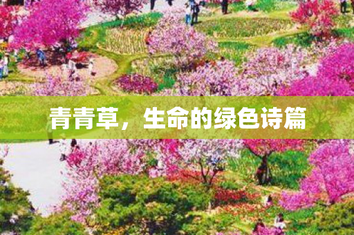 青青草,生命的绿色诗篇 青青草,生命的绿色诗篇
