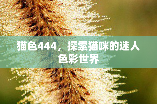 猫色444，探索猫咪的迷人色彩世界