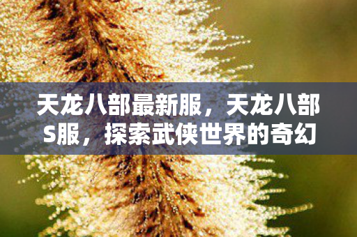 天龙八部最新服,天龙八部S服,探索武侠世界的奇幻之旅 天龙八部最新服,天龙八部S服,探索武侠世界的奇幻之旅