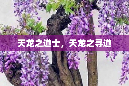 天龙之道士，天龙之寻道