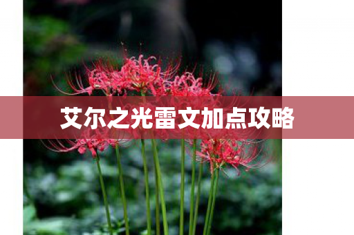 艾尔之光雷文加点攻略