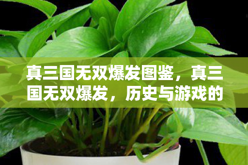 真三国无双爆发图鉴,真三国无双爆发,历史与游戏的碰撞 真三国无双爆发图鉴,真三国无双爆发,历史与游戏的碰撞