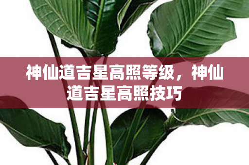 神仙道吉星高照等级,神仙道吉星高照技巧 神仙道吉星高照等级,神仙道吉星高照技巧