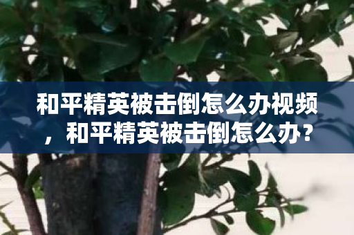 和平精英被击倒怎么办视频,和平精英被击倒怎么办?教你绝地反击的秘诀 和平精英被击倒怎么办视频,和平精英被击倒怎么办?教你绝地反击的秘诀