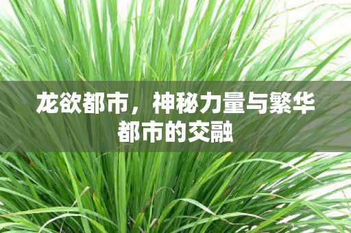 龙欲都市,神秘力量与繁华都市的交融 龙欲都市,神秘力量与繁华都市的交融